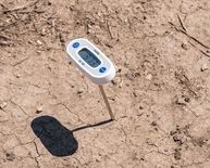 measuring soil temperature with a digital thermometer
